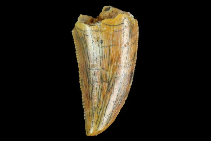 Serrated, Raptor Tooth - Real Dinosaur Tooth #124273